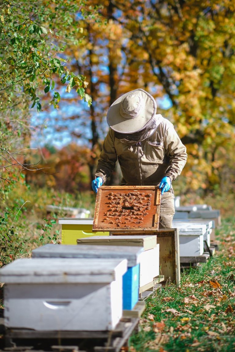 activités gourmandes à faire en juin- miel fontaine