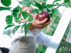 autocueillette de pommes__granby et région