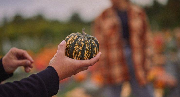 Où trouver vos citrouilles