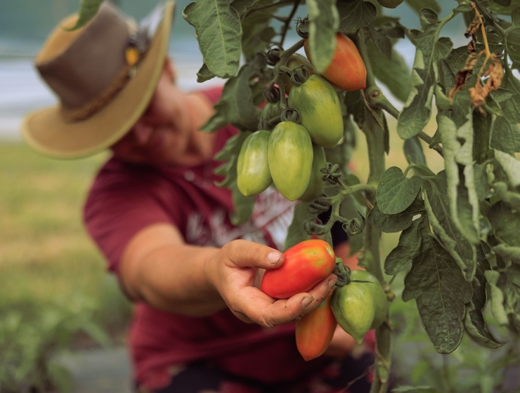 maraicher - haute-yamaska- granby - légumes